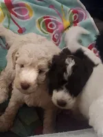 Max , a male Poodle - Standard  for sale in La Marque, TX – 6 of 10
