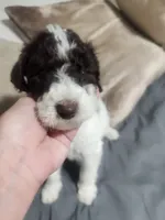 Max , a male Poodle - Standard  for sale in La Marque, TX – 3 of 10