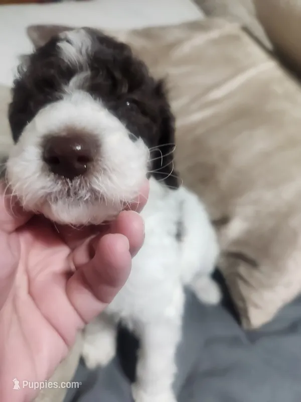 Max  – Poodle - Standard  puppy for sale in La Marque, TX