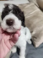 Max , a male Poodle - Standard  for sale in La Marque, TX – 1 of 10