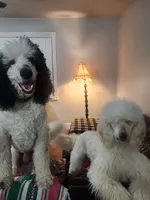 Little Marley, a female Poodle - Standard  for sale in La Marque, TX – 4 of 6