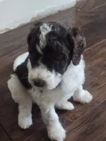 Max , a male Poodle - Standard  for sale in La Marque, TX – 7 of 10