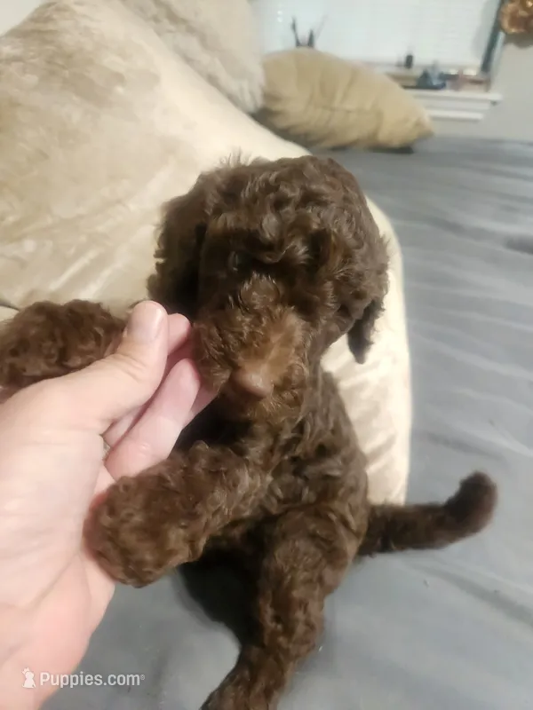Little Marley – Poodle - Standard  puppy for sale in La Marque, TX