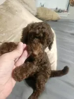 Little Marley, a female Poodle - Standard  for sale in La Marque, TX – 1 of 6