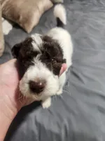 Max , a male Poodle - Standard  for sale in La Marque, TX – 5 of 10