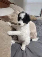 Max , a male Poodle - Standard  for sale in La Marque, TX – 9 of 10