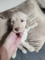 Leo, a male Poodle - Standard  for sale in La Marque, TX – 2 of 6