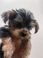 Yorkie boy, a male Yorkshire Terrier for sale in Elk Grove, CA – 2 of 3