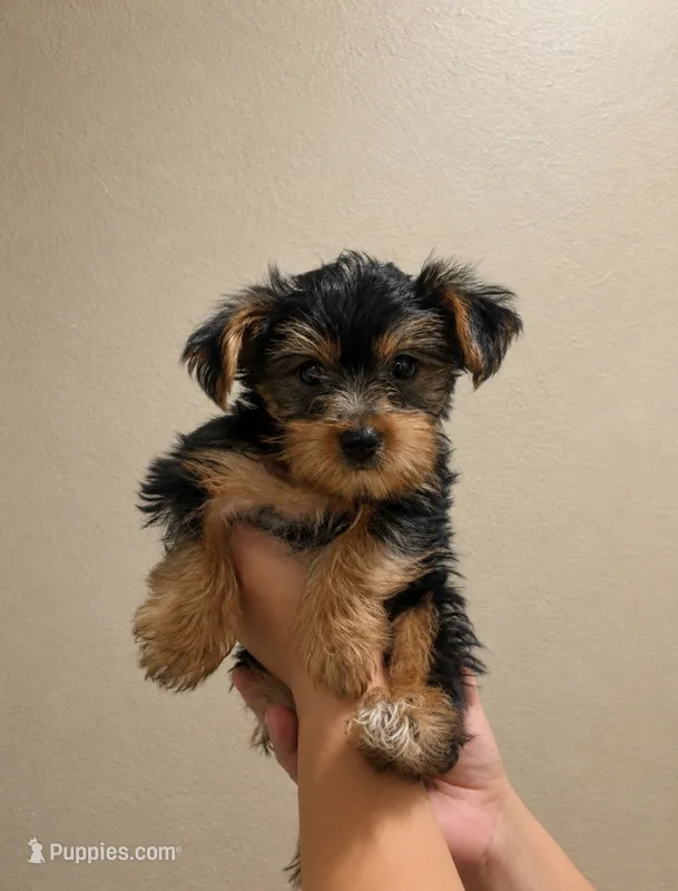 Yorkie boy – Yorkshire Terrier puppy for sale in Elk Grove, CA