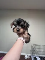 Yorkie boy, a male Yorkshire Terrier for sale in Elk Grove, CA – 3 of 3