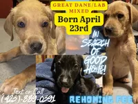 Labradane, a female Great Dane and Labrador Retriever for sale in Spring City, TN – 2 of 2