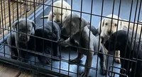 Shadow, a female Great Dane and Labrador Retriever for sale in Spring City, TN – 2 of 2
