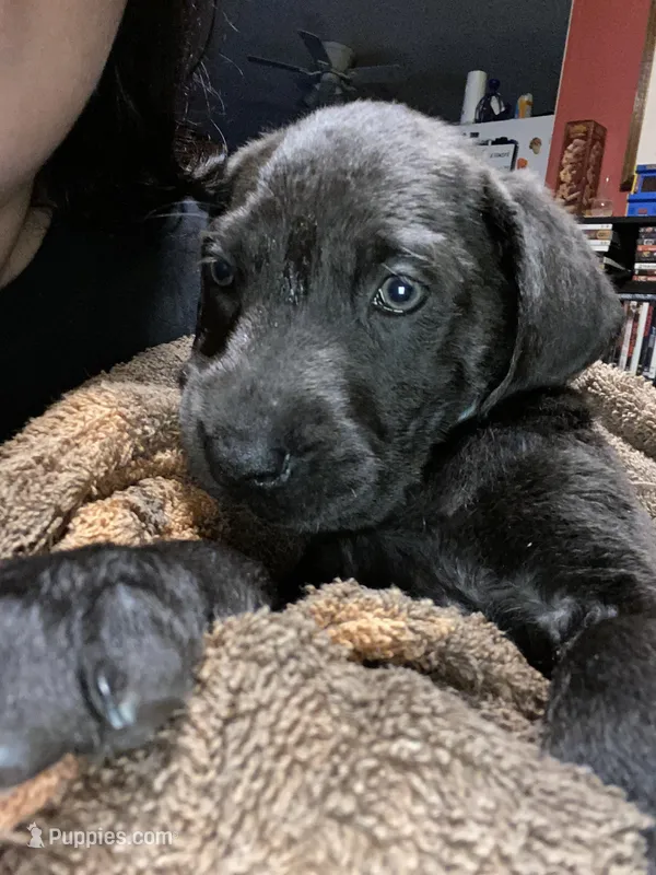 Shadow – Great Dane, Labrador Retriever puppy for sale in Spring City, TN