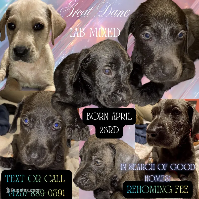 Labradane – Great Dane, Labrador Retriever puppy for sale in Spring City, TN