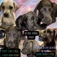 Labradane, a female Great Dane and Labrador Retriever for sale in Spring City, TN – 1 of 2