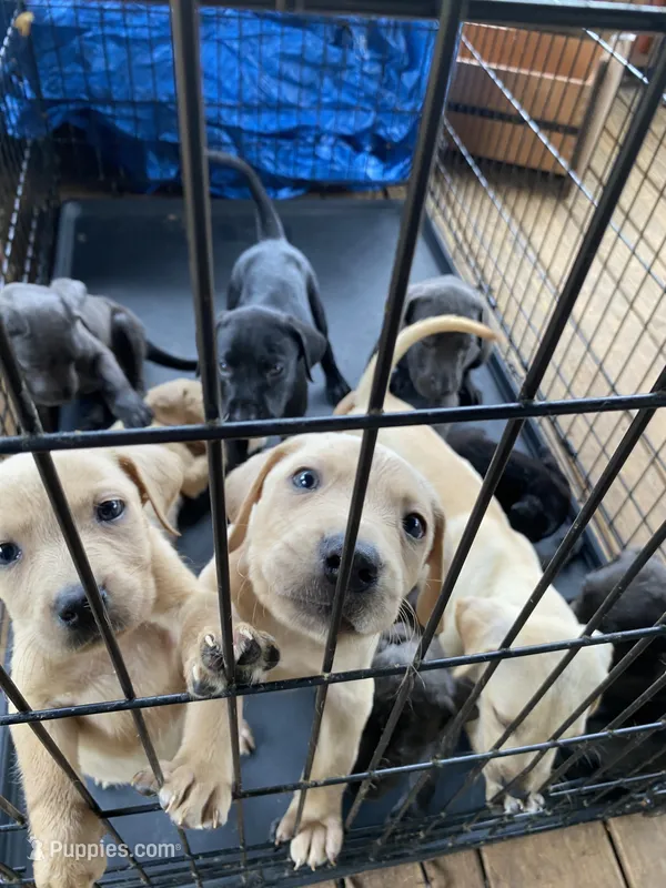 Male – Great Dane, Labrador Retriever puppy for sale in Spring City, TN