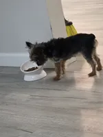 Daisy, a female Yorkshire Terrier for sale in Allentown, PA – 4 of 4