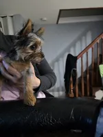 Daisy, a female Yorkshire Terrier for sale in Allentown, PA – 3 of 4