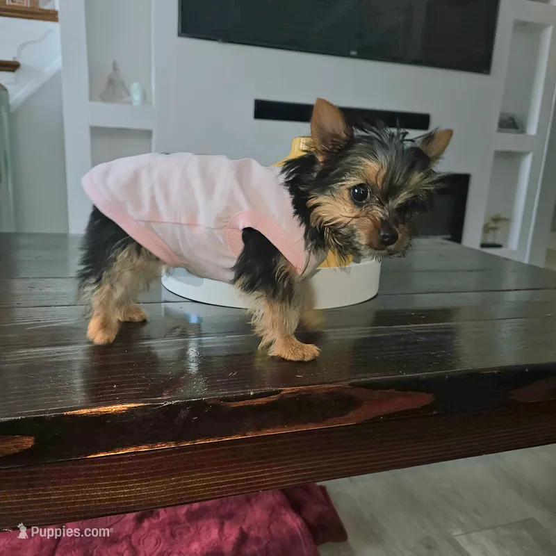 Daisy – Yorkshire Terrier puppy for sale in Allentown, PA