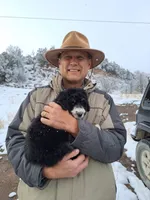Bernedoodle, a  Bernedoodle for sale in Grand Junction, CO – 8 of 10