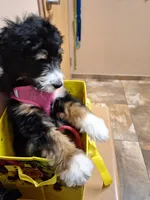 Bernedoodle, a  Bernedoodle for sale in Grand Junction, CO – 7 of 10