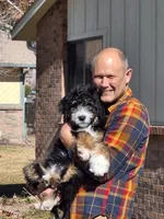 Bernedoodle, a  Bernedoodle for sale in Grand Junction, CO – 4 of 10