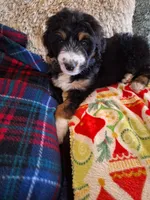 Bernedoodle, a  Bernedoodle for sale in Grand Junction, CO – 9 of 10
