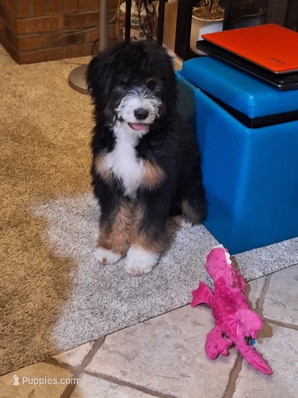 Bernedoodle – Bernedoodle puppy for sale in Grand Junction, CO