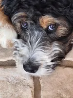 Bernedoodle, a  Bernedoodle for sale in Grand Junction, CO – 3 of 10