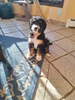 Bernedoodle, a  Bernedoodle for sale in Grand Junction, CO – 5 of 10