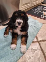 Bernedoodle, a  Bernedoodle for sale in Grand Junction, CO – 10 of 10