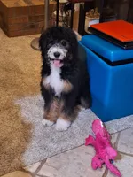 Bernedoodle, a  Bernedoodle for sale in Grand Junction, CO – 2 of 10
