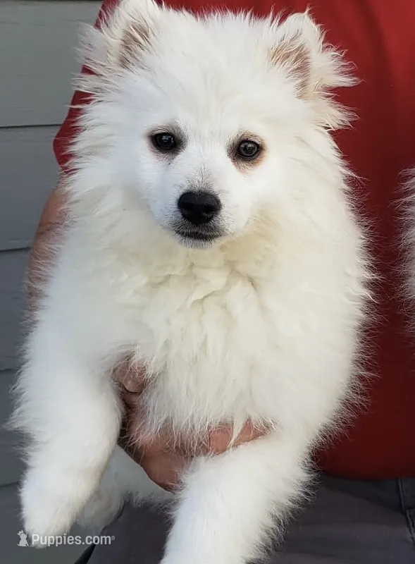 Siku – American Eskimo puppy for sale in Ogilvie, MN