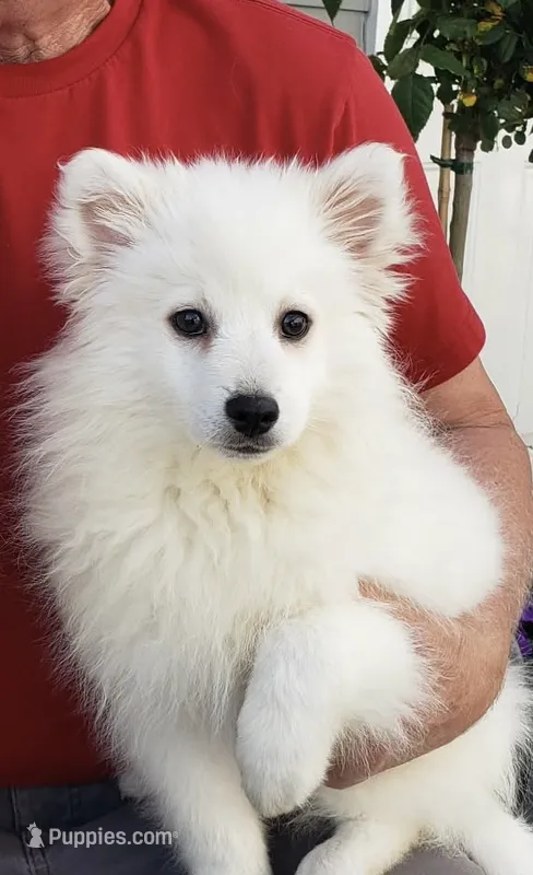 Miska – American Eskimo puppy for sale in Ogilvie, MN