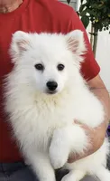 Miska, a male American Eskimo for sale in Ogilvie, MN – 1 of 2