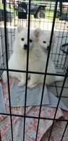 Siku, a male American Eskimo for sale in Ogilvie, MN – 2 of 2