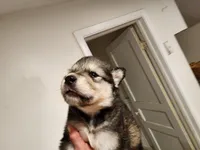 White Foot, a male Native American Indian Dog for sale in Shaftsbury, VT – Photo 2 of 4