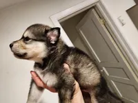 White Foot, a male Native American Indian Dog for sale in Shaftsbury, VT – Photo 1 of 4