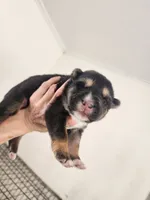 processed/a3a5e46f-99b9-4c86-9dac-e48b56a4f96c/listing/0c5868e5-02fe-41b9-8008-12f812ad4d29/63cc7d27-8961-4aca-919f-760437e2078a