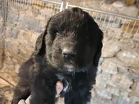Velvet, a female Newfoundland for sale in Shaftsbury, VT – Photo 1 of 2