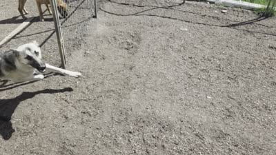 Silver Lace, a female Native American Indian Dog for sale in Shaftsbury, VT – 7 of 7