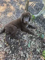 Akbar, a male Newfoundland for sale in Shaftsbury, VT – 2 of 4