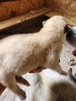 Old Yella, a female Native American Indian Dog for sale in Shaftsbury, VT – Photo 3 of 3
