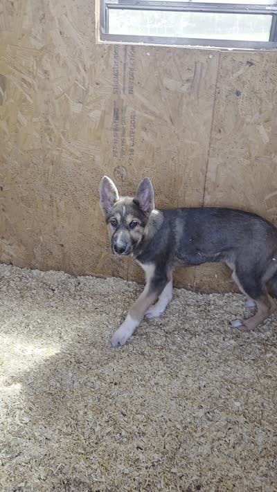 Phoenix , a female Native American Indian Dog for sale in Shaftsbury, VT – 7 of 7