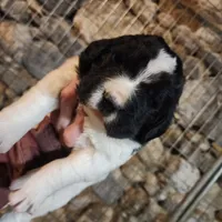 Bella, a female Newfoundland for sale in Shaftsbury, VT – Photo 1 of 4