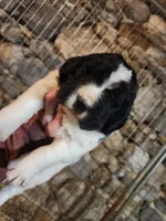 processed/a3a5e46f-99b9-4c86-9dac-e48b56a4f96c/listing/41499242-3ad3-45a2-ae6f-ace40fc79445/7163f0ef-9407-4d84-962f-678fd676a16e