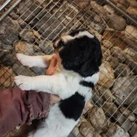 Bella, a female Newfoundland for sale in Shaftsbury, VT – Photo 3 of 4