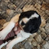 Bella, a female Newfoundland for sale in Shaftsbury, VT – Photo 4 of 4