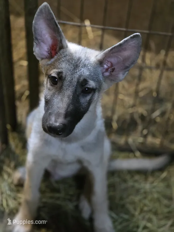 Silver  – Native American Indian Dog puppy for sale in Shaftsbury, VT