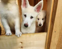 Curley, a female Native American Indian Dog for sale in Shaftsbury, VT – Photo 6 of 6